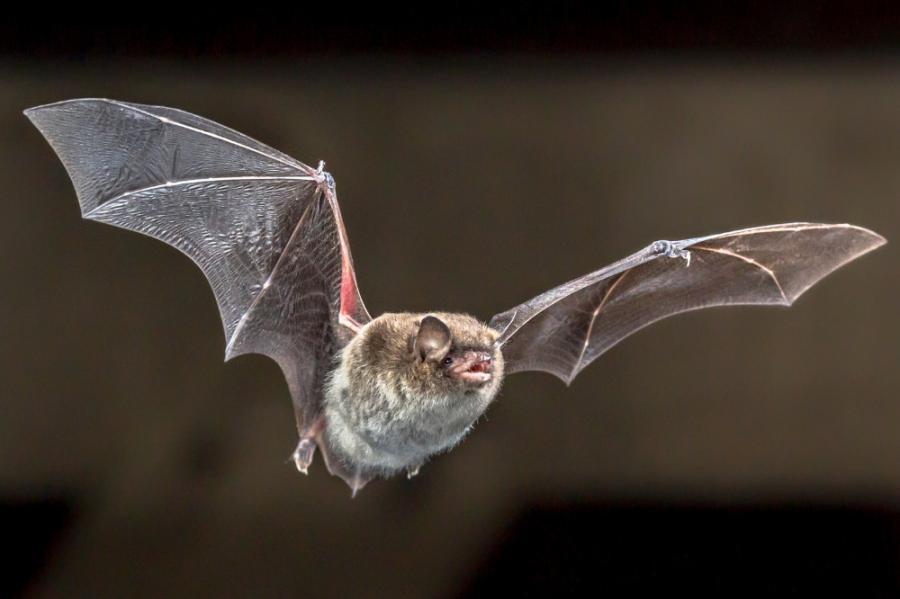 Bij spouwmuurisolatie moet je rekening houden met beschermde dieren en daarom stelde de Raad van State deze zomer de zeer prijzige natuurtoets verplicht. 